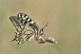 <p>OTAKÁREK FENYKLOVÝ (Papilio machaon)</p>